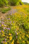 USA, Texas, Hill Country. Blooming Huisache daisy and verbena flowers. Art Print